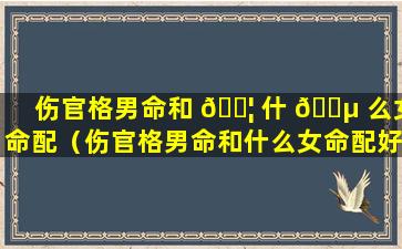 伤官格男命和 🐦 什 🌵 么女命配（伤官格男命和什么女命配好）